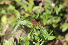 Antillea pelops
