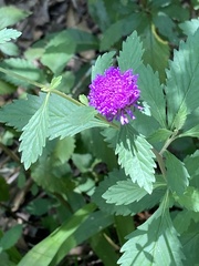 Gomphrena globosa