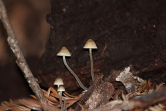 Mycena amicta