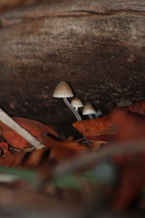 Mycena amicta