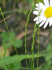 Lolium perenne