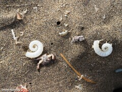 Spirula spirula