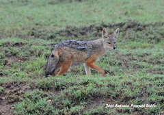 Lupulella mesomelas schmidti