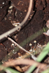 Mycena amicta