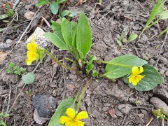 Viola vallicola