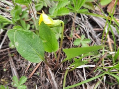 Viola vallicola