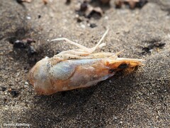 Penaeus