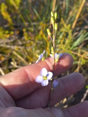 Heliophila linearis linearifolia