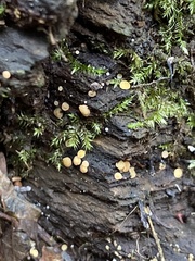 Calycina citrina