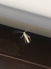 Stegommata sulfuratella