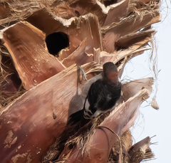 Melanerpes erythrocephalus