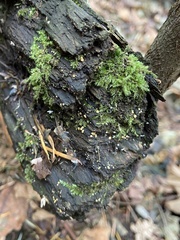 Calycina citrina