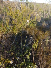 Heliophila linearis linearifolia