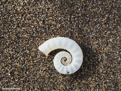 Spirula spirula