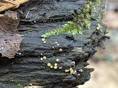 Calycina citrina