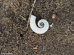 Spirula spirula