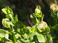 Pimelea ligustrina