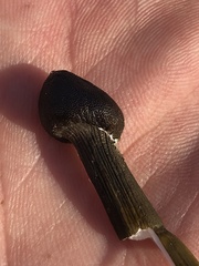 Tolypocladium capitatum