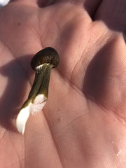 Tolypocladium capitatum