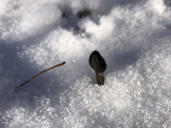 Tolypocladium capitatum