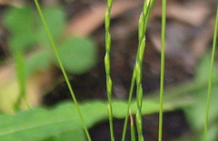 Lolium perenne