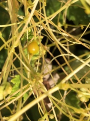 Smicronyx sculpticollis