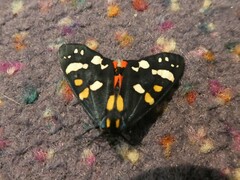 Callimorpha dominula