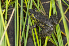 Lithobates septentrionalis