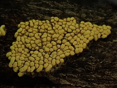Physarum contextum