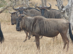 Connochaetes taurinus