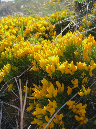 Ulex densus (Ulex densus)