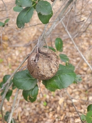 Amphibolips quercuspomiformis