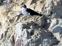 Larus belcheri