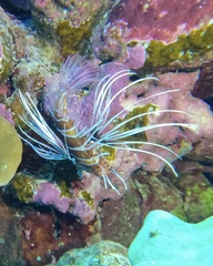 Pterois cincta