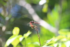 Orthemis ferruginea