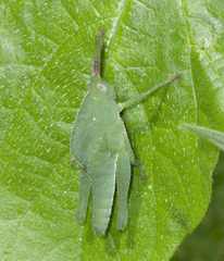 Xyleus discoideus