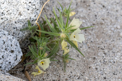 Mohavea confertiflora