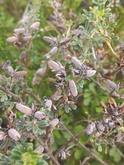 Indigofera brachystachya
