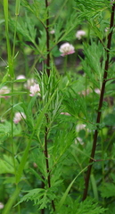 Artemisia vulgaris