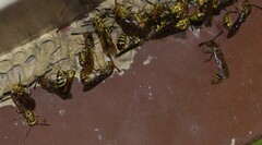 Liostenogaster varipicta