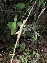 Anolis capito