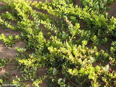 Patellifolia procumbens