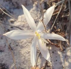 Gethyllis verticillata