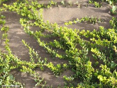 Patellifolia procumbens