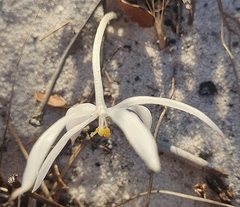 Gethyllis verticillata