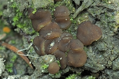 Adelphella babingtonii