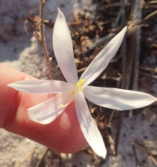Gethyllis verticillata