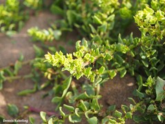 Patellifolia procumbens