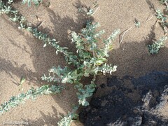 Atriplex glauca ifniensis