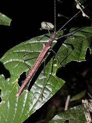 Pseudophasma unicolor
